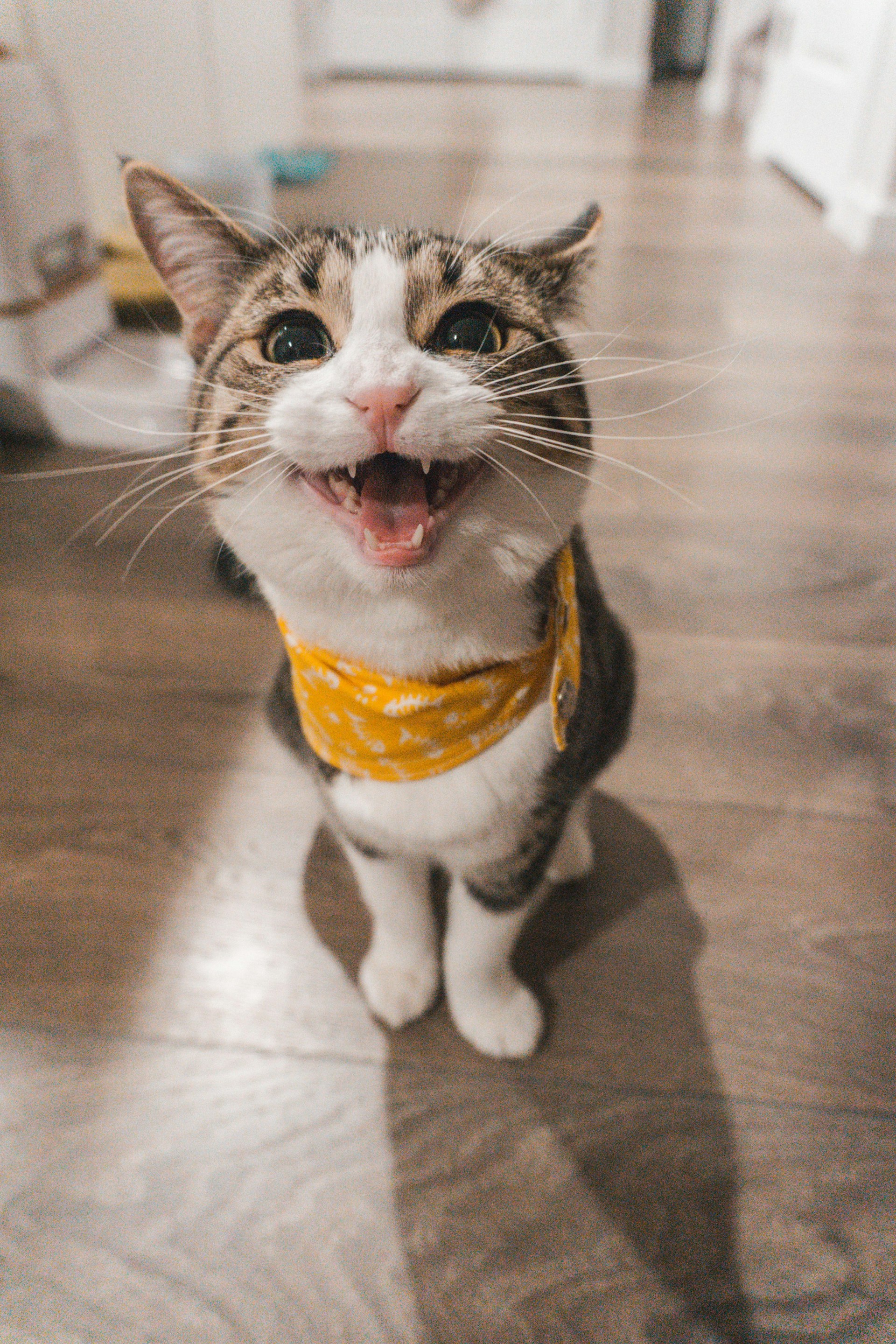 橘猫营养屋全新推出，为猫咪毛发与营养加分